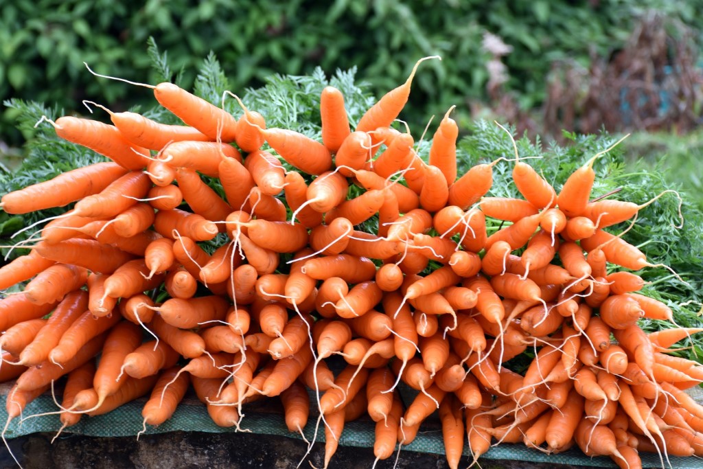 เบบี้แครอท (Baby Carrot)