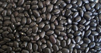 ถั่วดำ (Black bean)