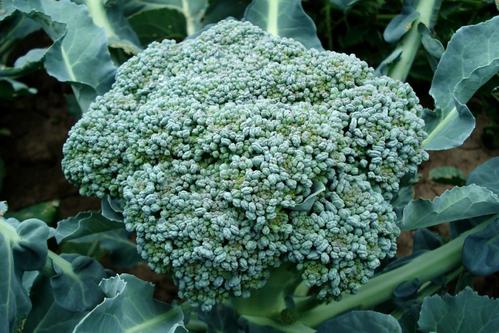 บร็อคโคลี่ (Broccoli)