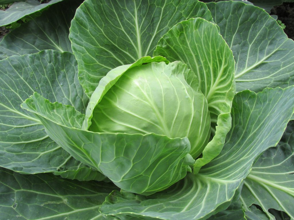 กะหล่ำปลี (Cabbage)