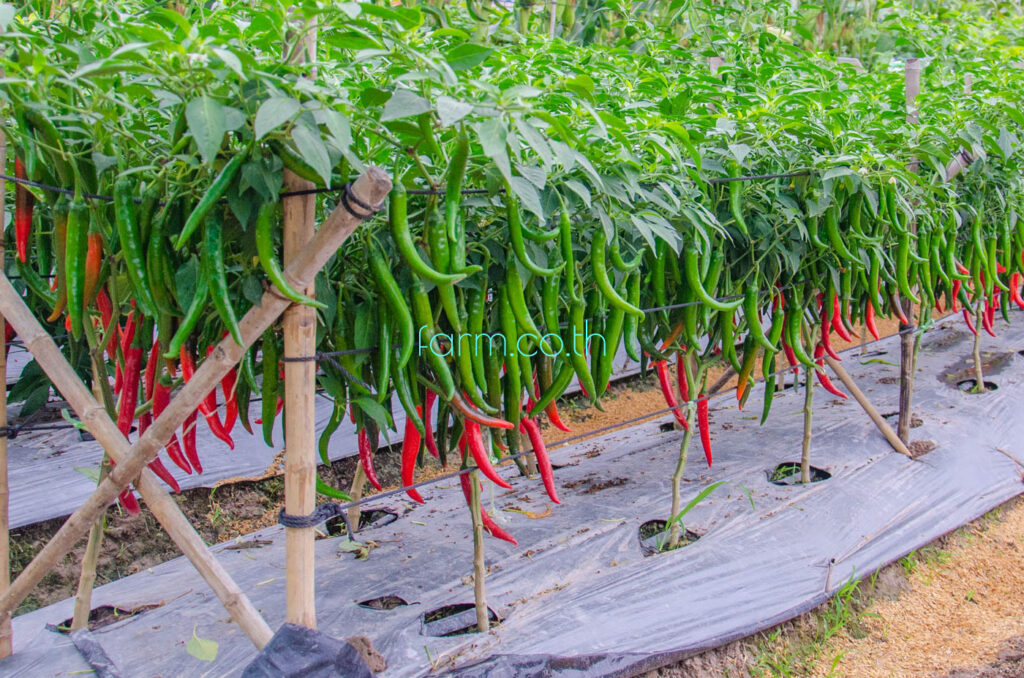 พริก (Chili)