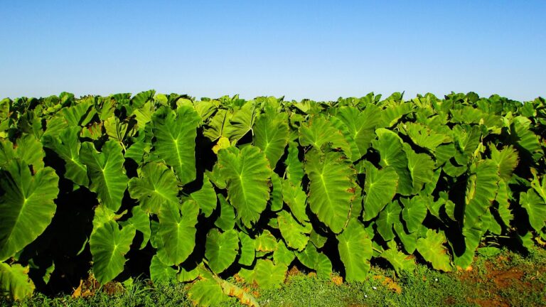 บอน (Colocasia esculenta)