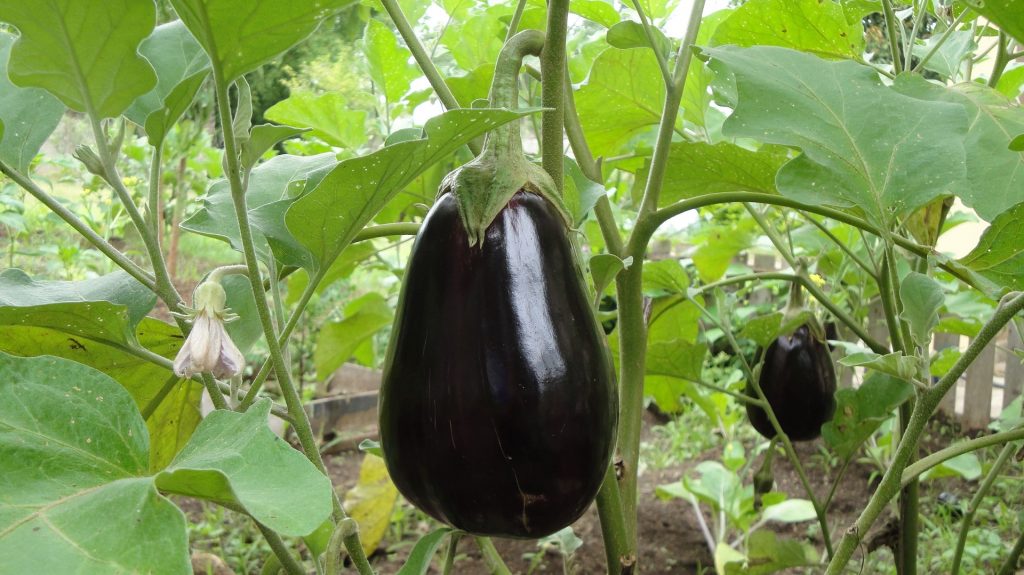 มะเขือม่วง (Eggplant)