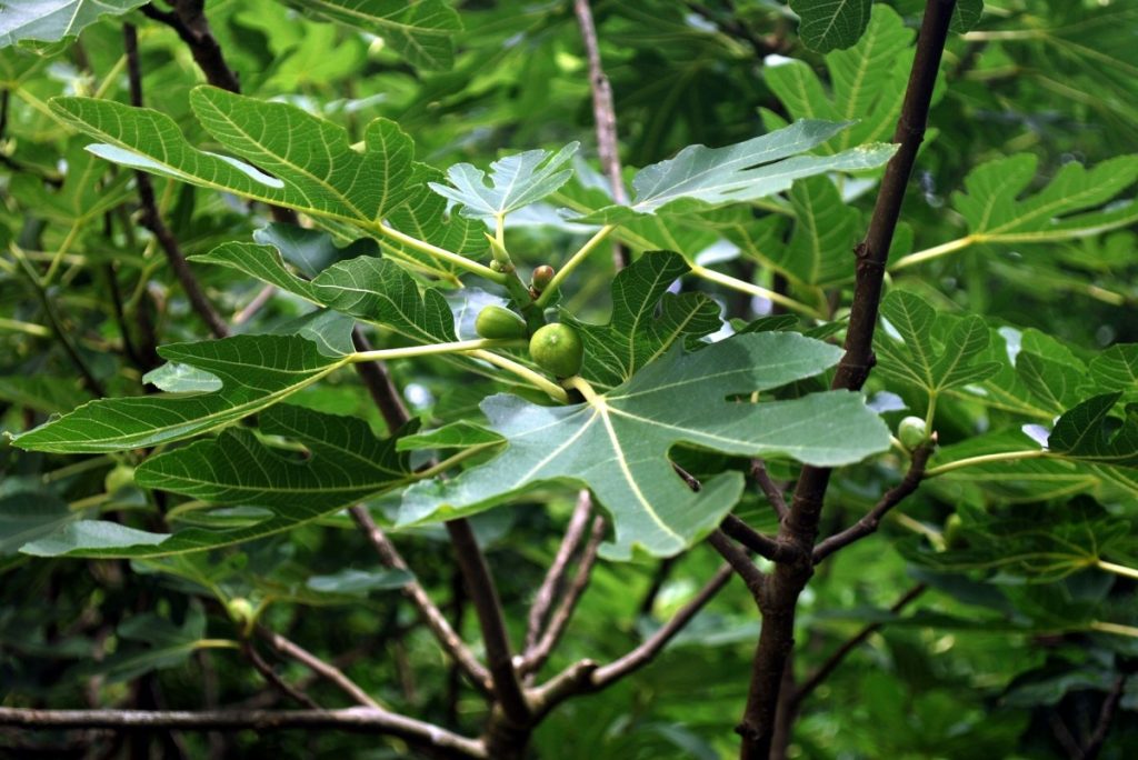 ต้นมะเดื่อฝรั่ง (Fig)