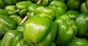 พริกหวานสีเขียว (Green Bell Pepper)