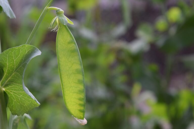 ถั่วแปบ (Hyacinth Bean)