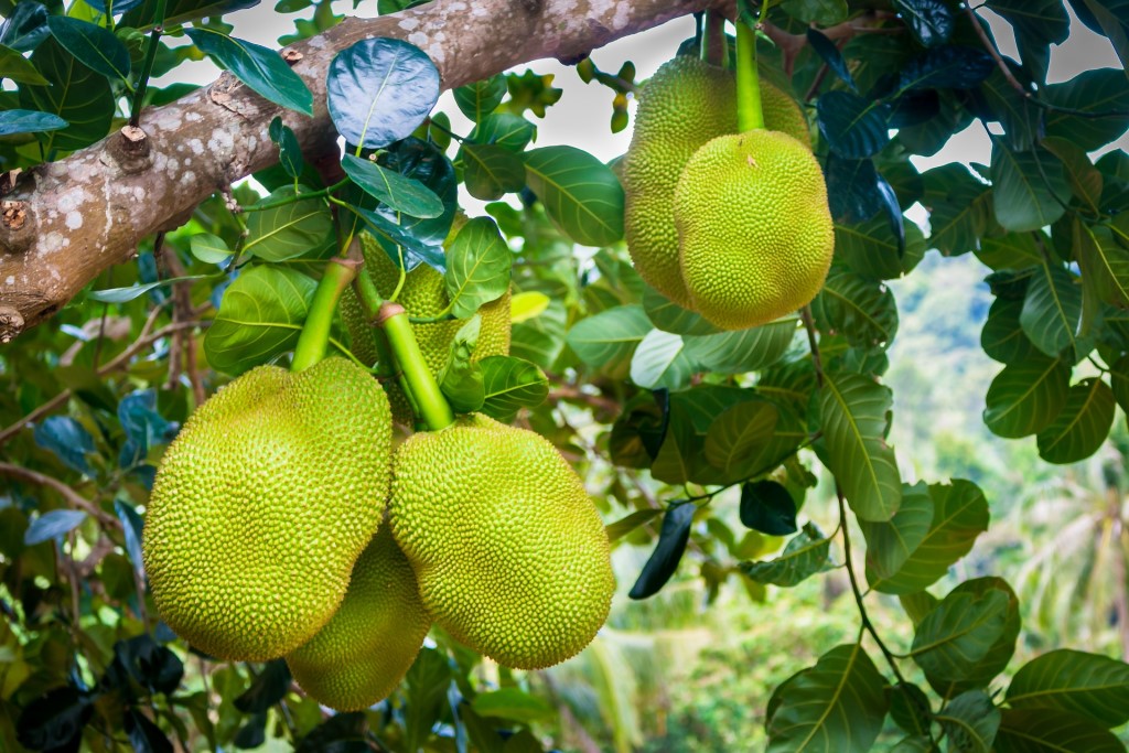 ขนุน (Jackfruit)