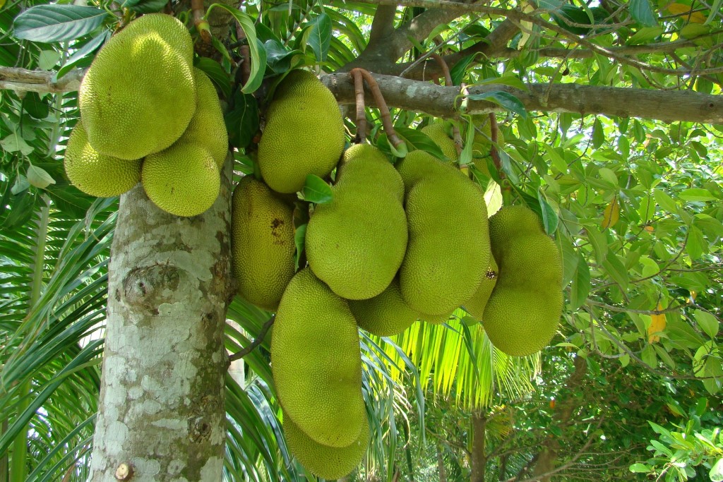 ขนุน (Jackfruit)