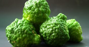 มะกรูด (Kaffir Lime)