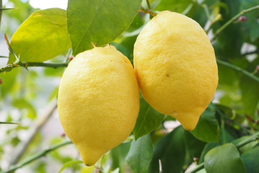 เลม่อน (Lemon)
