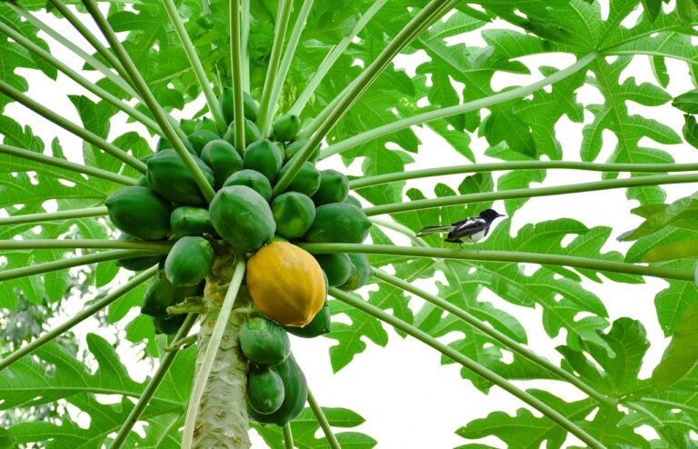 มะละกอ (Papaya)