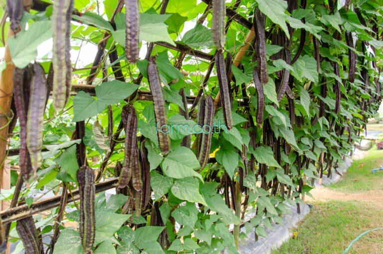 ถั่วพูสีม่วง (Purple Winged Bean)