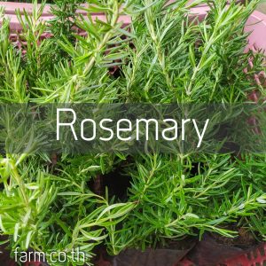 โรสแมรี (Rosemary)