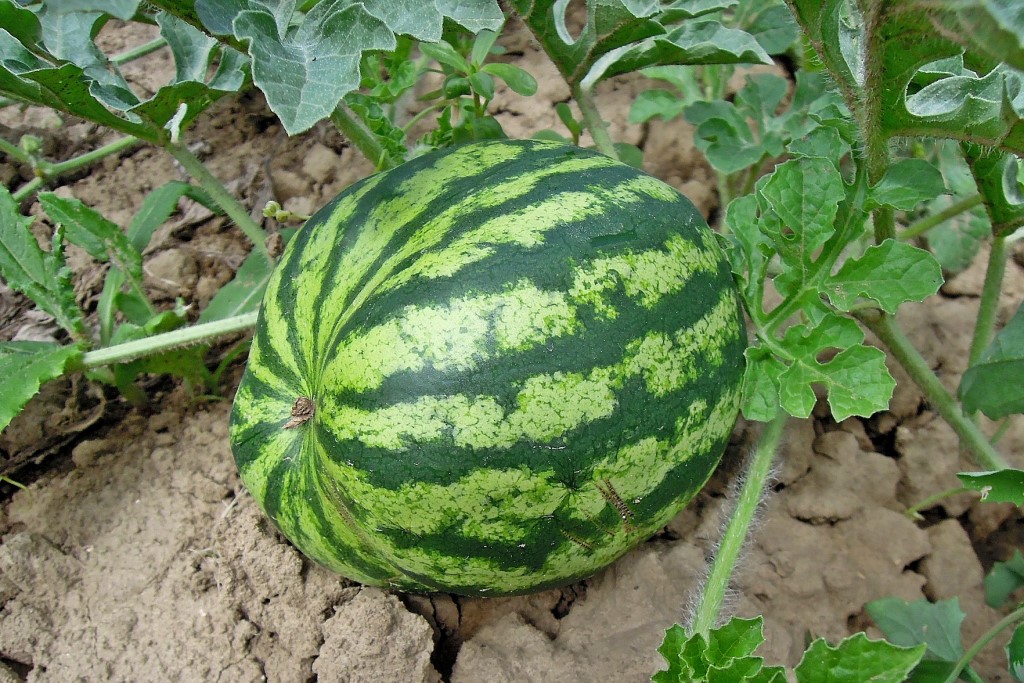 แตงโม (Watermelon)