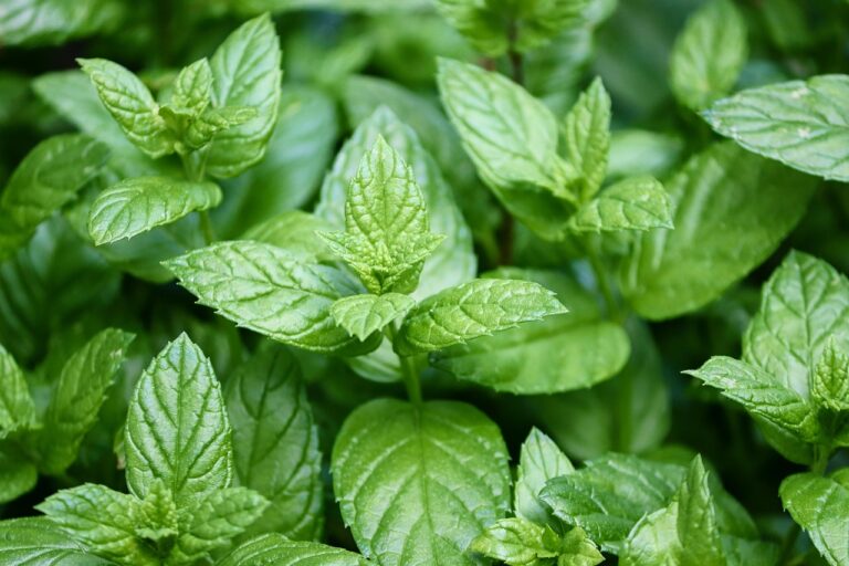เปปเปอร์มินต์ (Peppermint)