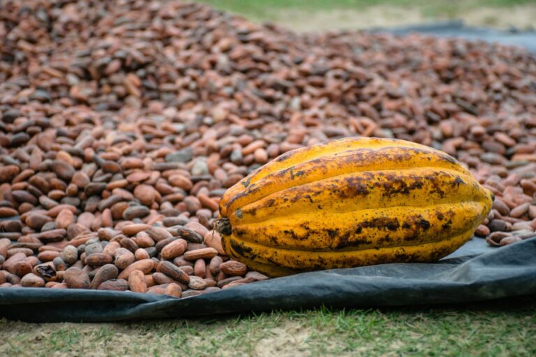 Cacao Bean (เมล็ดโกโก้): คือ เมล็ดดิบทั้งเมล็ด ที่แกะออกมาจากผลโกโก้สดๆ จากนั้นจะนำไปผ่านกระบวนการหมักและตากแห้ง กลายเป็น "เมล็ดโกโก้แห้ง" ซึ่งเป็นวัตถุดิบตั้งต้นสำคัญ