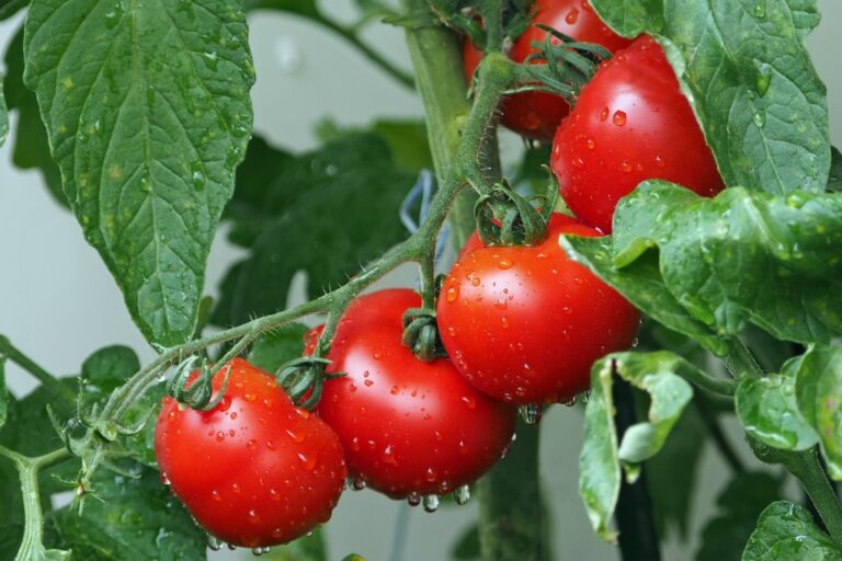มะเขือเทศสเต็ก (Beefsteak Tomato)