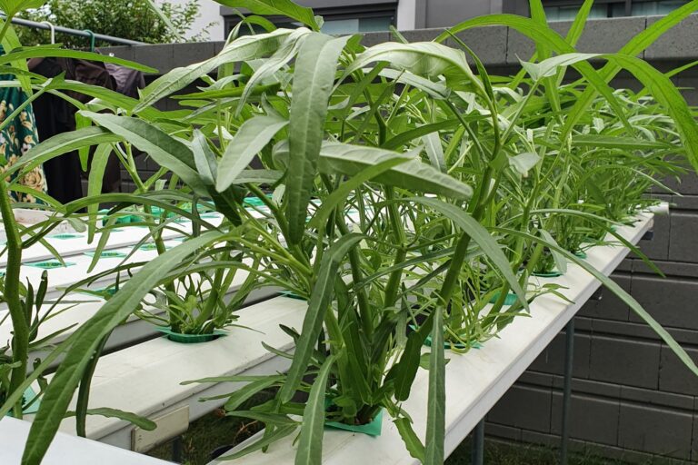 ผักบุ้งจีน (Chinese Water Spinach)
